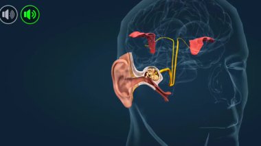 İnsan kulak anatomisini gösteren, dış, orta ve iç kulak yapılarını ve fonksiyonlarını vurgulayan bir 3D animasyon.