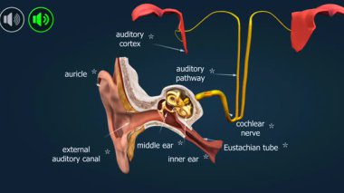3 boyutlu bir animasyon, kulak ossicleSmalleus, incus ve onların yapısını ve işlevlerini vurgulayan üzengi kemiğini gösterir..