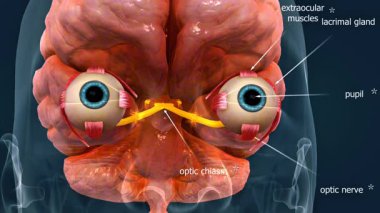 3 boyutlu animasyon, düşük ışık yoğunluğunun retinadaki çubuk hücrelerini nasıl etkinleştirdiğini ve gece görüşünü nasıl arttırdığını gösteriyor..