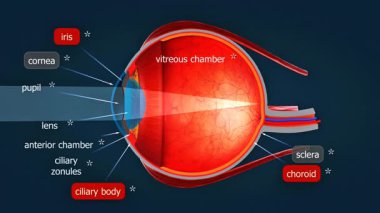 3 boyutlu animasyon insan gözünün iç anatomisini ortaya çıkarır, lens, retina ve optik sinir dahil..