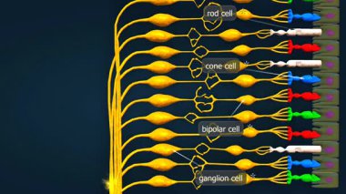 3 boyutlu animasyon insan retinasını çubuklar, koniler ve görme işleme için optik sinirlerle gösteriyor..