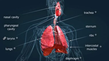 İnsan akciğerlerinin 3 boyutlu animasyonu bronşların, alveollerin ve akciğer loblarının yapısını gösteriyor..