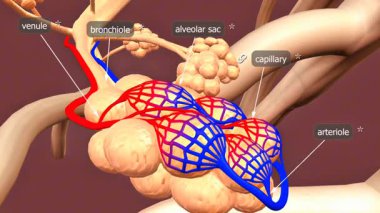 Alveol keselerinin 3 boyutlu animasyonu, akciğerlerdeki gaz değişimindeki yapılarını ve rollerini gösteriyor..