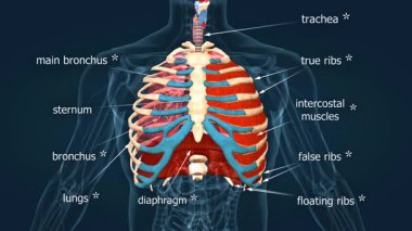 3 boyutlu animasyon, insan göğsünün anatomisini gösteriyor. Kaburgalar, akciğerler, kalp ve diyafram dahil..