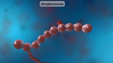 Streptococcus bakterisinin 3D animasyonu, küresel şeklini ve zincir benzeri düzenini betimliyor.