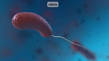 Vibrio bakterisinin 3 boyutlu animasyonu, virgül şeklini, kamçısını ve suda hareket kabiliyetini gösteriyor..