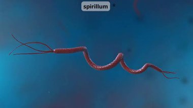 Spiral şeklini, kırbaçlamasını ve benzersiz hareketini vurguluyor..