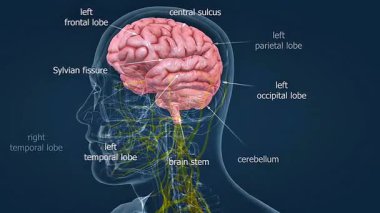 İnsan beyninin etiketli parçaları ve iç yapıları ile detaylı anatomisini gösteren 3 boyutlu animasyon.