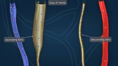 3 boyutlu animasyon Henle döngüsünün anatomisini ve işlevini gösteriyor, su ve tuz emilimindeki rolünü vurguluyor.