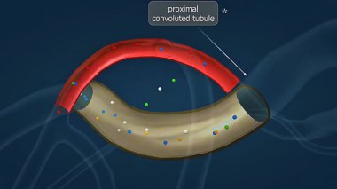 3D animasyon, filtreleme ve yeniden emilim üzerine odaklanarak, proksimal dolambaçlı borunun anatomisini ve işlevini gösterir..