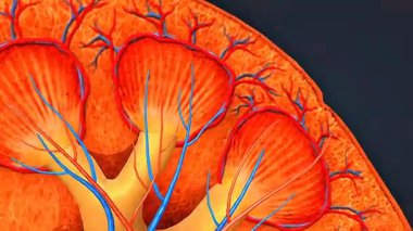 3 boyutlu animasyon böbreğin korteks, medulla, renal piramitler ve nefronları vurguluyor..