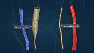 3D animasyon nephrondaki Henle döngüsü ile atık filtreleme ve emilimi gösterir.