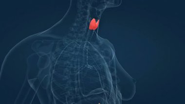 İnsan vücut bezlerinin anatomik konumunun 3 boyutlu animasyonu, endokrin ve eksokrin bezlerini gösteriyor..
