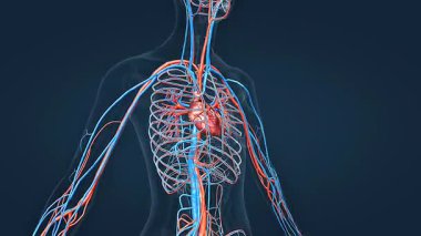 Kadın kalbinin ve dolaşım sisteminin anatomik konumunun 3 boyutlu animasyonu, ana damarları vurguluyor..