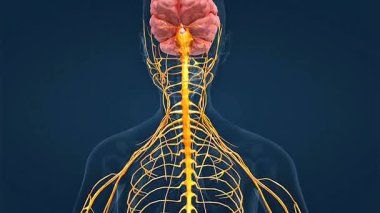 İnsan sinir sisteminin anatomik bölümlerinin 3 boyutlu animasyonu, beyni, omuriliği ve sinirleri gösteriyor..