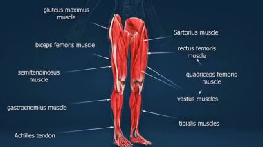 İnsan alt bacak kaslarının anatomisi, uyluk, baldır ve ayak kaslarının 3 boyutlu animasyonu..