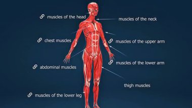 İnsan vücut kaslarının 3 boyutlu animasyonu anatomi, büyük kas gruplarını ve işlevlerini gösteriyor.