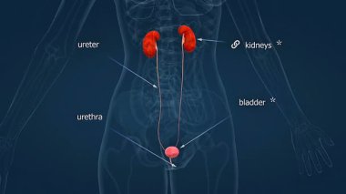 İnsan idrar sistemi anatomisinin 3 boyutlu animasyonu, gösterişli böbrekler, mesane, üreterler ve üretra..