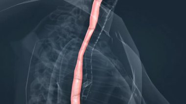 İnsan gastrointestinal sistem anatomisinin 3 boyutlu animasyonu sindirim sistemini ve anahtar organları gösteriyor..