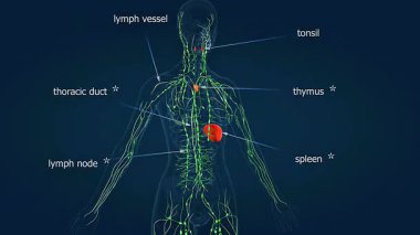 Lenf düğümlerini, damarlarını ve bağışıklık fonksiyonlarını gösteren insan lenf sistemi anatomisinin 3 boyutlu animasyonu.
