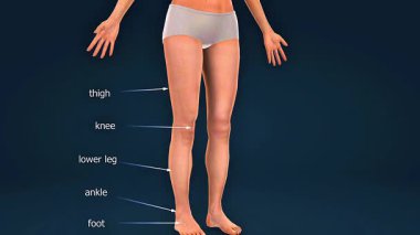 İnsan bacak anatomisinin 3 boyutlu animasyonu. Kemikleri, kasları, eklemleri ve bağları gösteriyor..