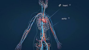 İnsan kardiyovasküler sistem anatomisinin 3 boyutlu animasyonu, kalbi, kan damarlarını ve dolaşımı gösteriyor..