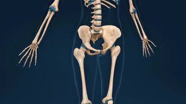 İnsan kadın iskeletinin 3 boyutlu animasyonu. Kemikleri, eklemleri ve iskelet yapısını gösteriyor..