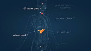 İnsan dişi hormon sisteminin 3 boyutlu animasyonu, endokrin bezleri, hormonları ve fonksiyonlarını betimliyor..
