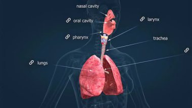 Üç boyutlu kadın solunum sistemi anatomisi akciğer, nefes borusu ve diyafram görüntüsü..