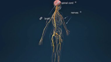 3 boyutlu animasyon beyin, omurilik, kafatası sinirleri ve çevresel yolları olan insan sinir sistemini gösteriyor..