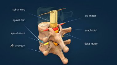 Omurilik anatomisinin 3 boyutlu animasyonu, omurların altını çizmek, sinirler ve çevreleyen yapılar.
