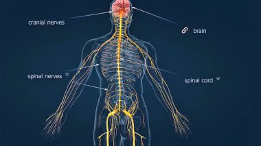 3 boyutlu animasyon beyin, omurilik ve sinir yollarıyla insan sinir sistemi anatomisini gösteriyor..
