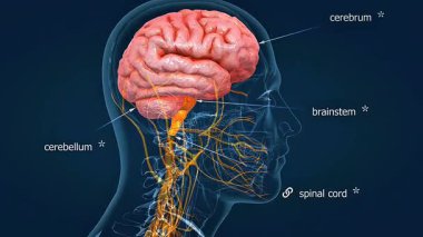 İnsan beyin anatomisinin 3 boyutlu animasyonu büyük yapıları, lobları ve sinir yollarını gösteriyor..