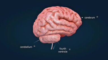 3 boyutlu animasyon beynin ventriküler sisteminin korunmak için serebrospinal sıvıyla dolu olduğunu gösteriyor..
