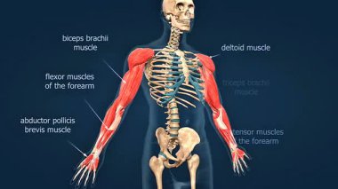 3 boyutlu animasyon, pazılar, trisepsler, ön kol fleksörleri, genişleticiler ve tendonlar da dahil olmak üzere insan kol kaslarını gösteriyor..