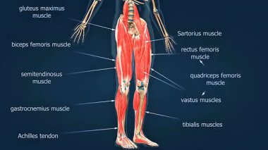 3 boyutlu animasyon, kuadriseps, bacak, baldır ve derin dengeleyiciler de dahil olmak üzere insan bacak kaslarını gösteriyor..