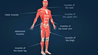 3 boyutlu animasyon, uzuvlar, gövde, yüz ve derin çekirdek yapılar da dahil olmak üzere tüm insan vücut kaslarını gösteriyor..