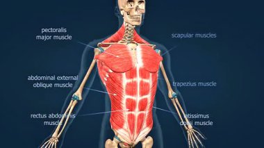 3 boyutlu animasyon göğüs, karın, sırt ve çekirdek dengeleyici yapılar da dahil olmak üzere insan gövde kaslarını gösteriyor..