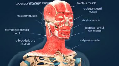 Üç boyutlu animasyon, yüz ifadesi, çiğneme ve boyun hareketi gibi insan kafa kaslarını gösteriyor..
