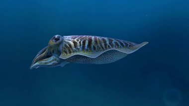 Sahil sularında yüzen sıradan mürekkep balıklarının dinamik yüzgeç hareketleri ve kamuflaj değişimleriyle üç boyutlu animasyonu.