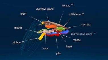 Yaygın mürekkep balığı 3D animasyonu detaylı iç organları ve işlevlerini açıkça gösterir.
