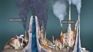 Derin deniz hidrotermal baca ekosisteminin 3 boyutlu animasyonu kemosentetik gıda ağı ve havalandırma faunası gösteriyor..