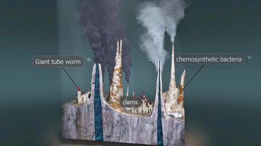 Derin deniz hidrotermal baca ekosisteminin 3 boyutlu animasyonu ekstremofilleri, kemosentezi ve havalandırmayı gösteriyor..