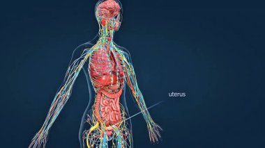 Üç boyutlu animasyon, kadın üreme sisteminin pelvis boşluğu ve organları içindeki anatomik konumunu gösteriyor.