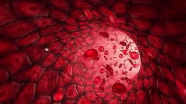 Kan akışının 3 boyutlu animasyonu kırmızı ve beyaz hücrelerin arterlerde, damarlarda ve kılcal damarlarda hareket ettiğini gösteriyor..