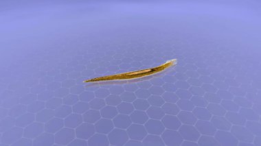 3D animation shows Dugesia gonocephala regenerating head, tail, and organs via stem cell activation.