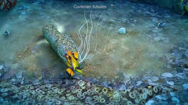 3D animation illustrating Cuvierian tubules, showing their structure and defensive ejection mechanism in sea cucumbers.