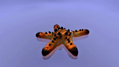 3D animation showing starfish regeneration process, illustrating how lost arms grow back over time.