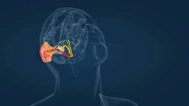 3D animation showing ampulla sensing fluid shifts in semicircular canals to detect head rotation and balance.