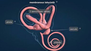 3D animation showing membranous labyrinths cochlear, vestibular, and semicircular canal structures.